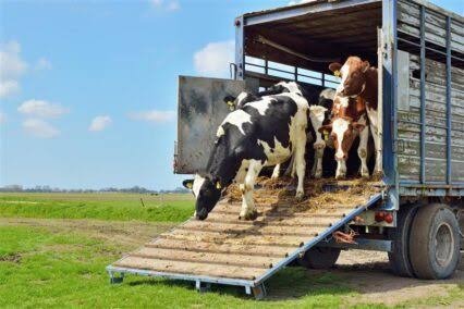SAFE ANIMAL TRANSPORT: A SIMPLE PRACTICE THAT PROTECTS LIVESTOCK